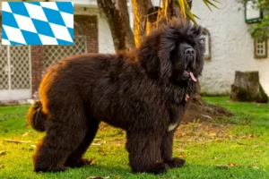 Read more about the article Tibetansk hundeopdrætter og hvalpe i Bayern