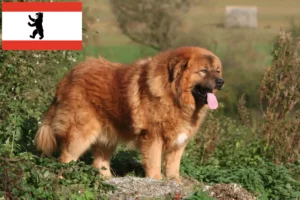 Read more about the article Tibetansk hundeopdrætter og hvalpe i Berlin