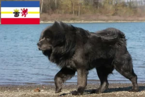 Read more about the article Tibetansk hundeopdrætter og hvalpe i Mecklenburg-Vorpommern