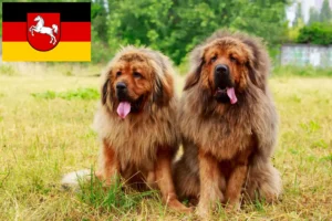 Read more about the article Tibetansk hundeopdrætter og hvalpe i Niedersachsen