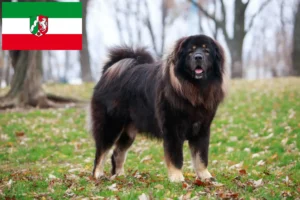 Read more about the article Tibetansk Mastiff opdrættere og hvalpe i Nordrhein-Westfalen