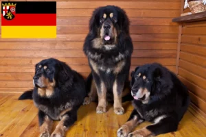 Read more about the article Opdrættere af tibetanske mastiffer og hvalpe i Rheinland-Pfalz