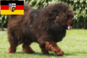 Read more about the article Tibetansk hundeopdrætter og hvalpe i Saarland
