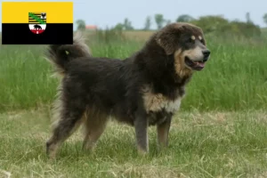 Read more about the article Tibetansk hundeopdrætter og hvalpe i Sachsen-Anhalt