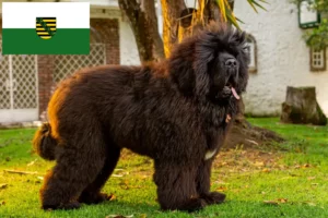Read more about the article Tibetansk hundeopdrætter og hvalpe i Sachsen