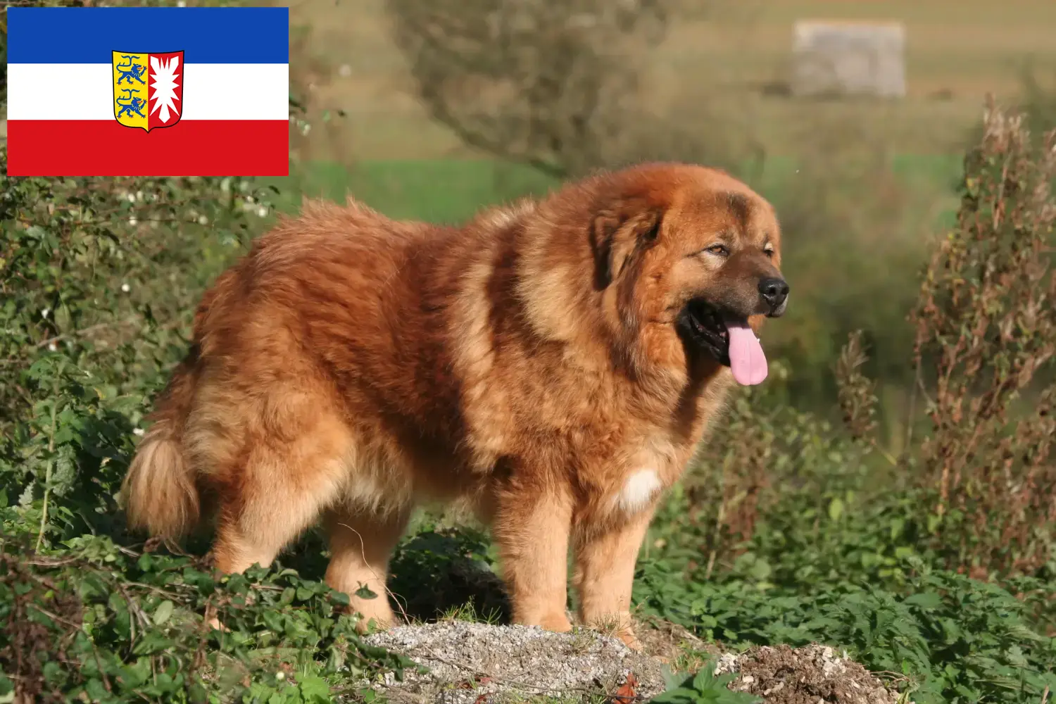 Tibetandog hvalpe og opdrætter Schleswig-Holstein Her kan du finde opdrættere af tibetanske mastiffer i Slesvig-Holsten.