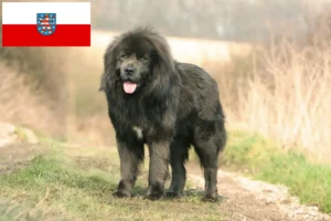 Read more about the article Tibetansk hundeopdrætter og hvalpe i Thüringen