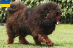 Read more about the article Tibetansk hundeopdrætter og hvalpe i Ukraine
