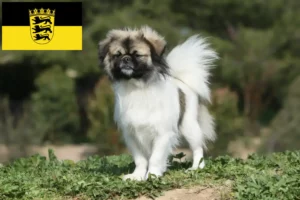 Read more about the article Tibetansk Spaniel opdrættere og hvalpe i Baden-Württemberg
