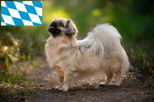 Read more about the article Tibetansk Spaniel opdrættere og hvalpe i Bayern