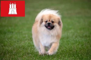 Read more about the article Tibetansk Spaniel opdrætter og hvalpe i Hamborg