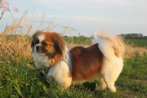 Read more about the article Tibetansk Spaniel opdrætter og hvalpe i Hovedstaden