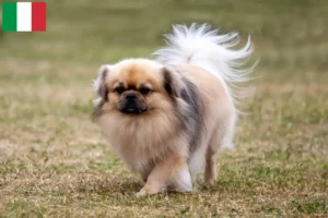 Read more about the article Opdrættere af tibetansk spaniel og hvalpe i Italien