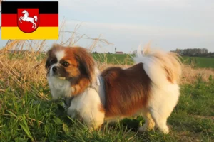 Read more about the article Tibetansk Spaniel opdrættere og hvalpe i Niedersachsen