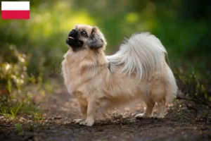 Read more about the article Tibetansk spaniel opdrættere og hvalpe i Polen