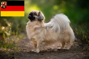 Read more about the article Tibetansk Spaniel opdrættere og hvalpe i Rheinland-Pfalz