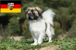 Read more about the article Tibetansk Spaniel opdrættere og hvalpe i Saarland