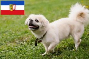 Read more about the article Tibetansk Spaniel opdrættere og hvalpe i Slesvig-Holsten