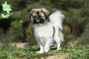 Read more about the article Tibetansk Spaniel opdrættere og hvalpe på Sjælland