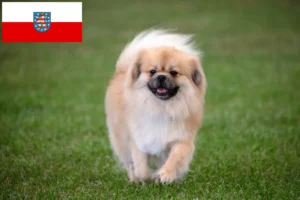 Read more about the article Tibetansk Spaniel opdrættere og hvalpe i Thüringen
