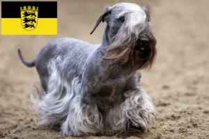 Read more about the article Opdrættere og hvalpe af tjekkisk terrier i Baden-Württemberg