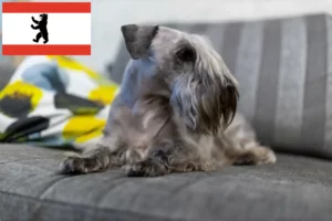 Read more about the article Tjekkisk terrier opdrætter og hvalpe i Berlin
