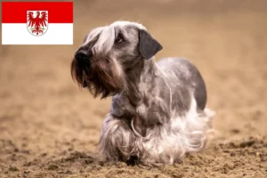 Read more about the article Tjekkisk terrier opdrætter og hvalpe i Brandenburg