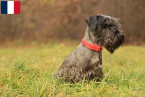 Read more about the article Tjekkisk terrier opdrætter og hvalpe i Frankrig