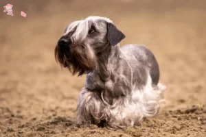 Read more about the article Tjekkisk terrier opdrætter og hvalpe i Hovedstaden