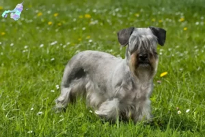 Read more about the article Tjekkisk terrier opdrætter og hvalpe i Nordjylland
