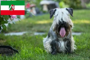 Read more about the article Tjekkisk terrier opdrættere og hvalpe i Nordrhein-Westfalen