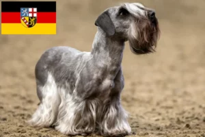 Read more about the article Tjekkisk terrier opdrætter og hvalpe i Saarland