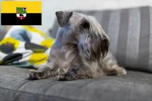 Read more about the article Tjekkisk terrier opdrætter og hvalpe i Sachsen-Anhalt