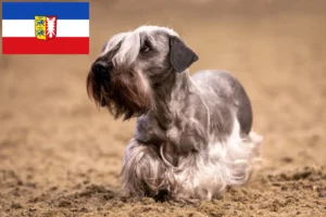 Read more about the article Opdrættere og hvalpe af tjekkisk terrier i Slesvig-Holsten