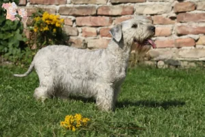 Read more about the article Tjekkisk terrier opdrætter og hvalpe i Syddanmark