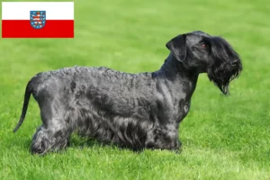 Read more about the article Tjekkisk terrier opdrætter og hvalpe i Thüringen