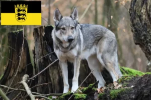 Read more about the article Tjekkoslovakisk ulvehundeopdrættere og hvalpe i Baden-Württemberg