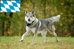 Read more about the article Tjekkoslovakisk ulvehundeopdrættere og hvalpe i Bayern