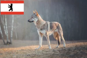 Read more about the article Tjekkoslovakisk ulvehundeopdrætter og hvalpe i Berlin