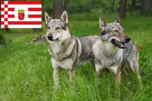 Read more about the article Tjekkoslovakisk ulvehundeopdrætter og hvalpe i Bremen
