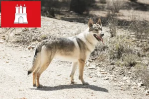 Read more about the article Tjekkoslovakisk ulvehundeopdrætter og hvalpe i Hamborg