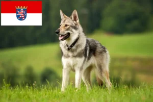 Read more about the article Tjekkoslovakisk ulvehundeopdrættere og hvalpe i Hessen