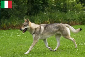 Read more about the article Tjekkoslovakisk ulvehundeopdrættere og hvalpe i Italien