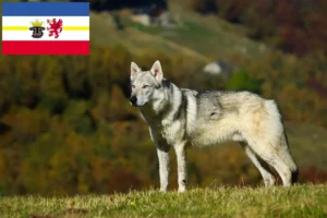 Read more about the article Tjekkoslovakisk ulvehundeopdrættere og hvalpe i Mecklenburg-Vorpommern