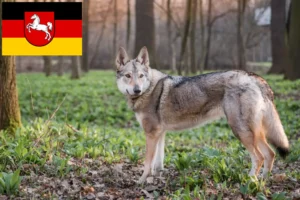 Read more about the article Tjekkoslovakisk ulvehundeopdrætter og hvalpe i Niedersachsen