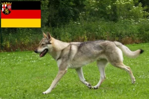 Read more about the article Tjekkoslovakisk ulvehundeopdrættere og hvalpe i Rheinland-Pfalz