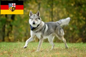 Read more about the article Tjekkoslovakisk ulvehundeopdrætter og hvalpe i Saarland