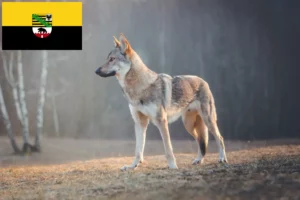 Read more about the article Tjekkoslovakisk ulvehundeopdrættere og hvalpe i Sachsen-Anhalt