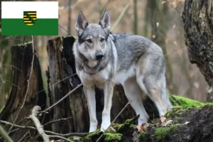 Read more about the article Tjekkoslovakisk ulvehundeopdrætter og hvalpe i Sachsen