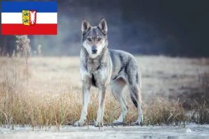 Read more about the article Tjekkoslovakisk ulvehundeopdrætter og hvalpe i Slesvig-Holsten